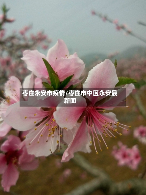 枣庄永安市疫情/枣庄市中区永安最新闻