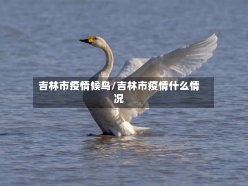 吉林市疫情候鸟/吉林市疫情什么情况-第2张图片