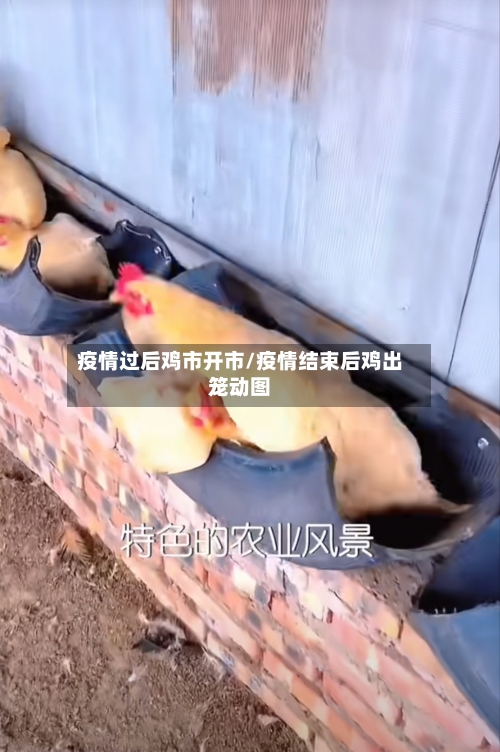 疫情过后鸡市开市/疫情结束后鸡出笼动图-第2张图片