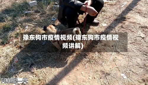 豫东狗市疫情视频(豫东狗市疫情视频讲解)