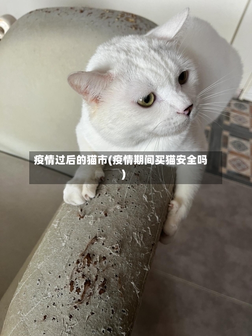 疫情过后的猫市(疫情期间买猫安全吗)-第2张图片
