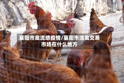 襄阳市禽流感疫情/襄阳市活禽交易市场在什么地方