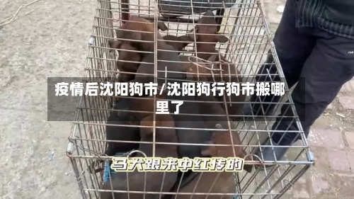 疫情后沈阳狗市/沈阳狗行狗市搬哪里了