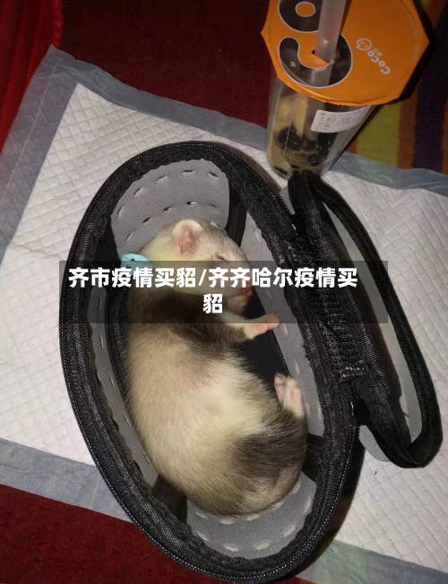 齐市疫情买貂/齐齐哈尔疫情买貂