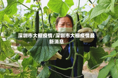 深圳市大棚疫情/深圳市大棚疫情最新消息