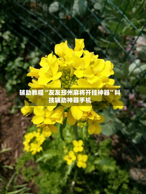 辅助教程“友友邳州麻将开挂神器	”科技辅助神器手机-第2张图片