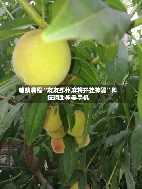 辅助教程“友友邳州麻将开挂神器”科技辅助神器手机-第3张图片