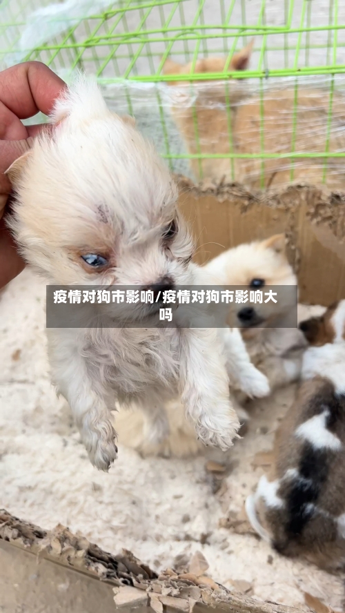 疫情对狗市影响/疫情对狗市影响大吗