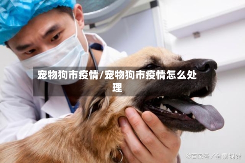 宠物狗市疫情/宠物狗市疫情怎么处理-第3张图片