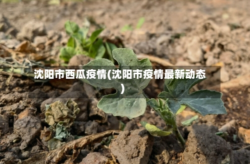 沈阳市西瓜疫情(沈阳市疫情最新动态)-第3张图片