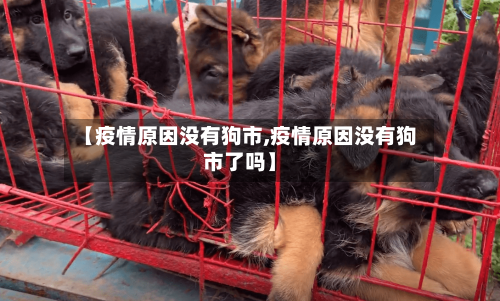 【疫情原因没有狗市,疫情原因没有狗市了吗】