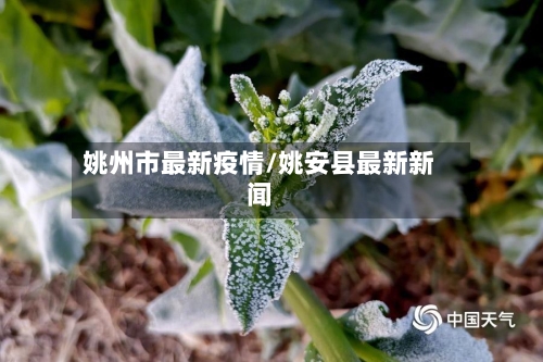 姚州市最新疫情/姚安县最新新闻-第2张图片