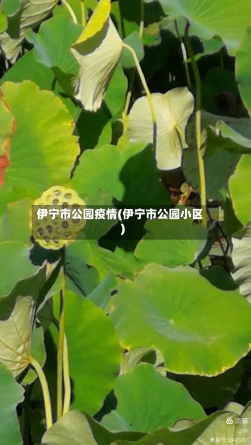 伊宁市公园疫情(伊宁市公园小区)-第2张图片