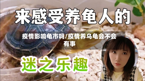 疫情影响龟市吗/疫情养乌龟会不会有事-第3张图片